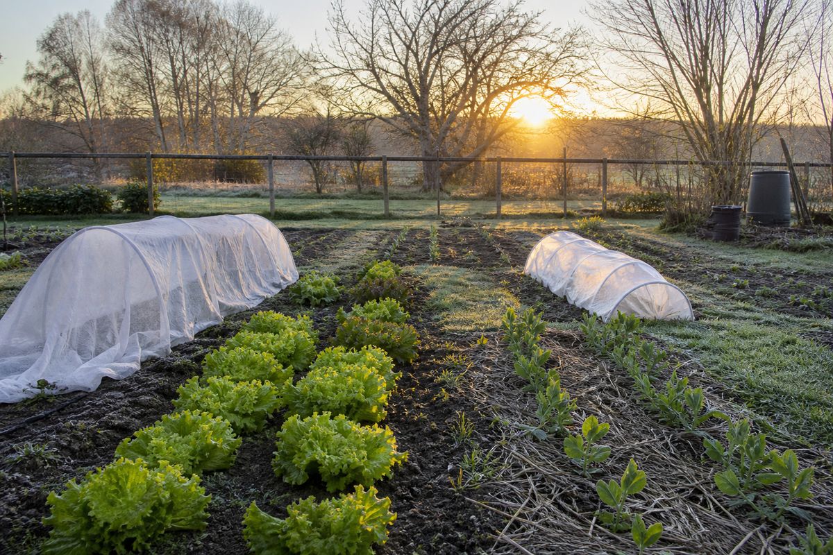 A backyard vegetable garden in early spring at dawn with light frost on the grass, rows of young lettuce and pea seedlings