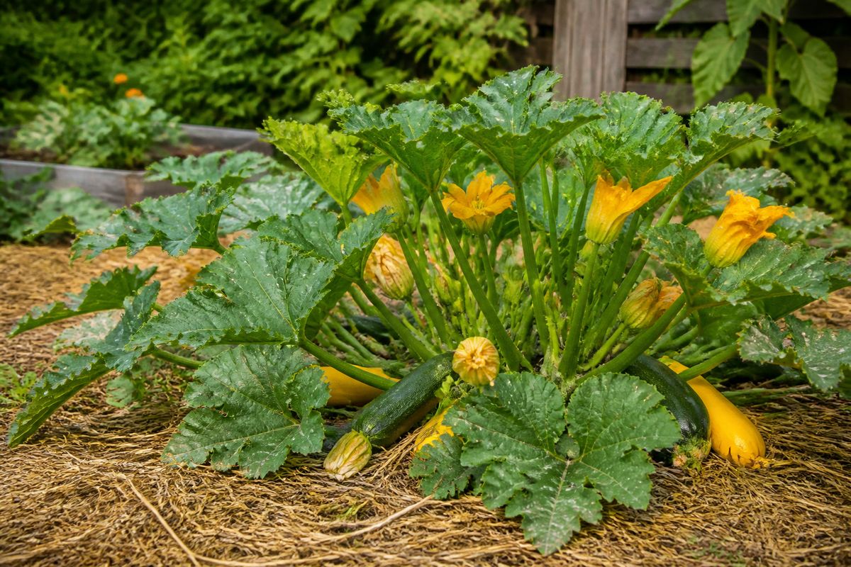 A large zucchini plant in a backyard garden with broad leaves