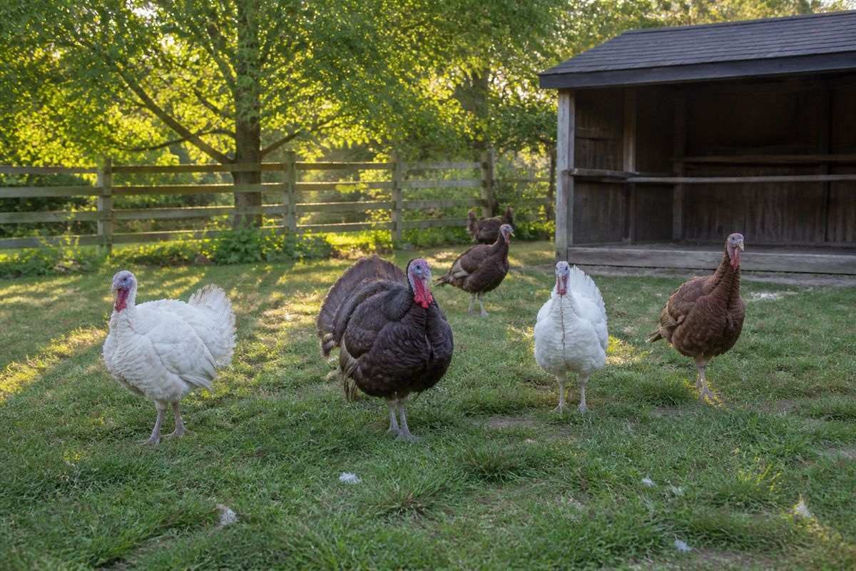 A small flock of backyard turkeys, bronze and white, strutting on green grass beside a wooden roosting shelter and fence