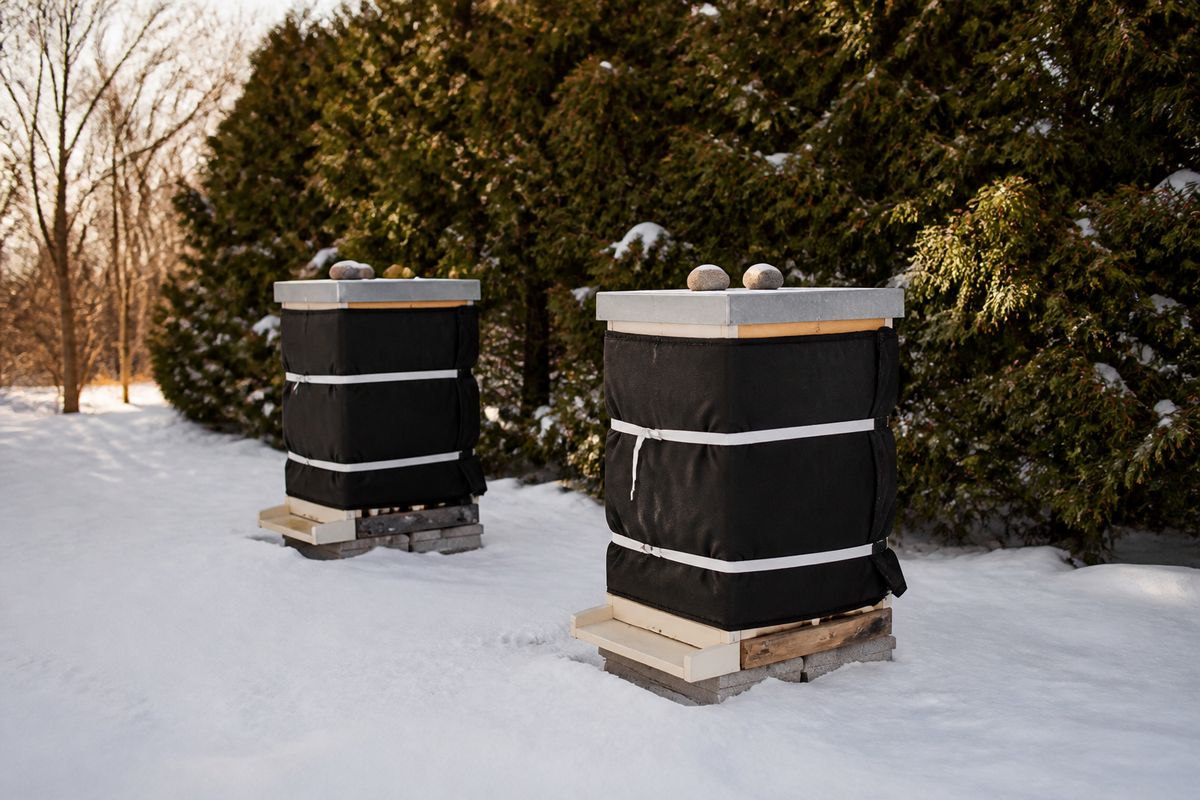 Two Langstroth beehives in a snowy apiary wrapped in black insulating covers with a moisture quilt box on top